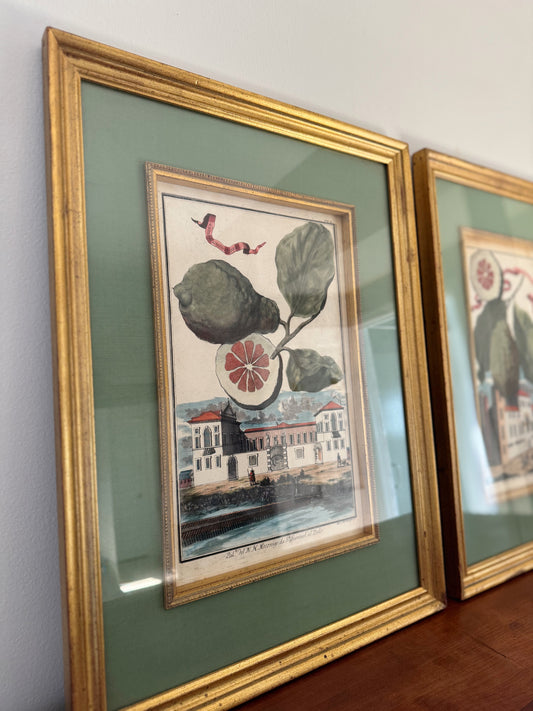 Johann Christoph Volckamer 18th Century Original Engraving, Limon B